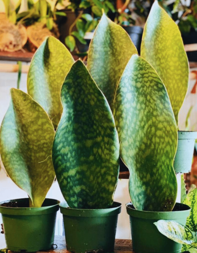 Whale fin snake plant: care and styling guide